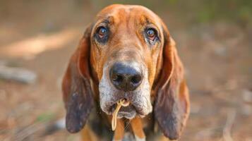 Close-up of a hound dog with a playful expression, set against a blurred natural background photo