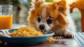 A curious dog intently watching a plate of noodles on a dining table with a glass of juice nearby photo