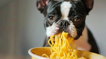 A playful dog enjoying a bowl of spaghetti, with a cozy kitchen background and soft lighting photo