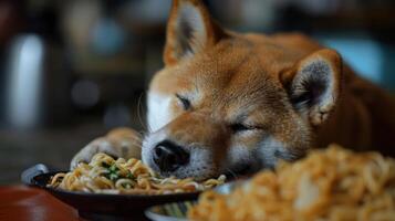 A peaceful Shiba Inu dog resting its head on a bowl of noodles in a cozy kitchen setting photo