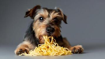 Playful dog enjoying a pile of spaghetti, set against a neutral gray background photo