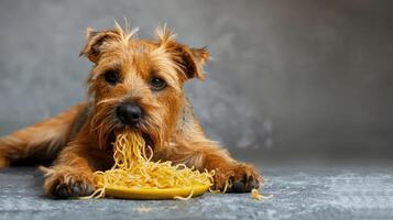 A playful dog enjoying a plate of spaghetti, with a blurred gray background enhancing focus photo