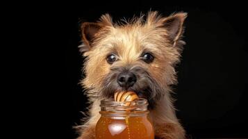 A playful dog enjoying a jar of honey, set against a dark background, with a joyful expression photo