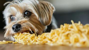 A playful dog chewing on a pile of spaghetti, with a cozy home setting in the background photo