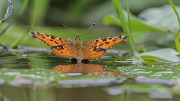 Vibrant butterfly perched on water's edge, surrounded by lush greenery and reflections photo