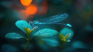 Close-up of a vibrant dragonfly perched on a green leaf with a soft bokeh background photo