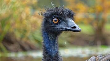 Close-up of an emu's head with vibrant feathers, set against a blurred natural background photo