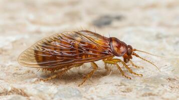 Close-up of a brown insect with transparent wings on a textured surface, highlighting natural details photo