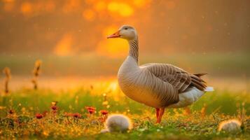 Serene goose standing gracefully in a vibrant sunset meadow with blooming flowers and soft light photo