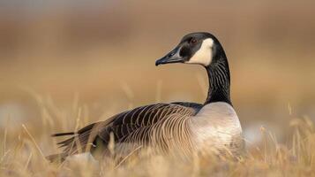 A serene close-up of a Canadian goose resting in tall grass during golden hour at a tranquil wetland photo