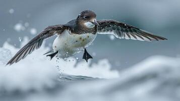 A bird gracefully skimming over ocean waves, showcasing its agility in a dynamic coastal scene photo