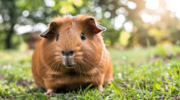 A cute brown guinea pig sitting on green grass in a sunny park surrounded by trees photo
