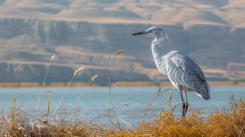 Serene Gray Heron Standing by Tranquil Lake with Mountains in Background During Daylight photo