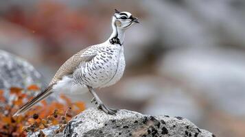 A striking bird standing on a rock amidst colorful autumn foliage in a serene natural setting photo