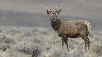 Majestic stag standing in a vast, grassy landscape with mountains in the background during twilight photo