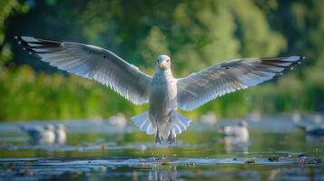 Majestic seagull landing on tranquil waters surrounded by lush greenery and distant birds photo