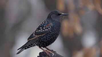 Close-up of a starling perched on a branch amidst blurred autumn foliage, showcasing its iridescent feathers photo