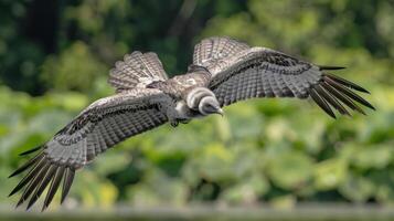 Majestic bird of prey soaring over lush greenery with vibrant foliage in the background photo