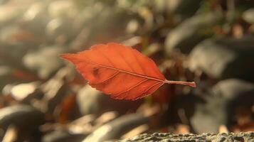 Vibrant red leaf floating gracefully above a blurred forest floor with soft sunlight filtering through photo