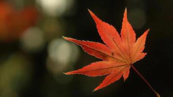 Vibrant red maple leaf against a blurred dark background, symbolizing autumn's transition photo