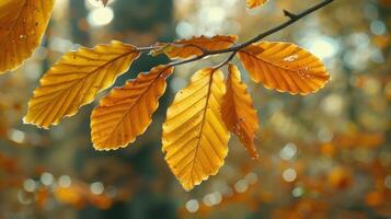 Vibrant autumn leaves illuminated by soft sunlight against a blurred forest background photo