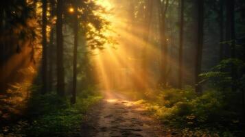 Serene forest pathway illuminated by golden sunlight streaming through tall trees photo