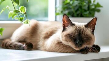 A serene sleeping cat resting on a windowsill with lush green plants in the background photo