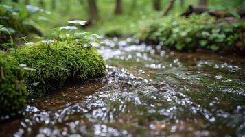 Serene forest stream with mossy rocks, surrounded by lush greenery and soft sunlight filtering through trees photo