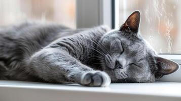 Grey cat peacefully sleeping on a windowsill with soft sunlight filtering through photo