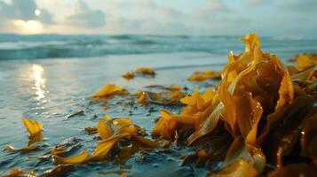 Vibrant seaweed on a sandy beach at sunset, with gentle waves and a serene sky in the background photo