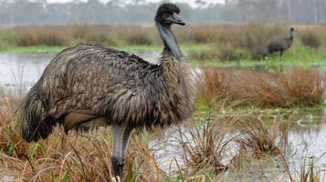 Emu standing in wetland habitat with tall grasses and another emu in the background photo