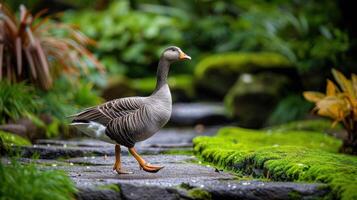 A graceful goose walking along a stone path in a lush garden surrounded by vibrant greenery photo