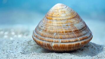 Close-up of a beautifully patterned seashell resting on sandy beach with ocean backdrop photo