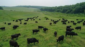 Herd of black cows grazing in a lush green field with rolling hills in the background photo