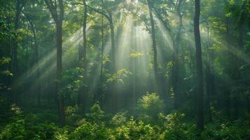 Sunlight Filters Through Lush Green Forest Canopy, Illuminating Vibrant Underbrush Below photo