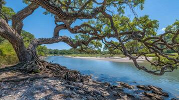 Serene riverside landscape featuring a sprawling tree and calm waters under a clear sky photo
