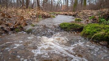 Tranquil stream flowing through a forest with moss-covered rocks and fallen leaves photo