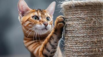 Playful Bengal cat scratching a textured post in a cozy indoor setting, with soft lighting photo