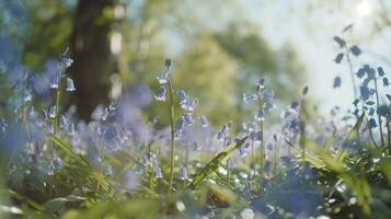 Vibrant bluebell flowers blooming in a sunlit forest, creating a serene spring atmosphere photo