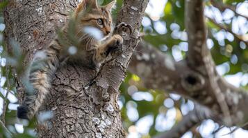 A playful cat climbing a tree, showcasing its agility amidst a blurred green background photo
