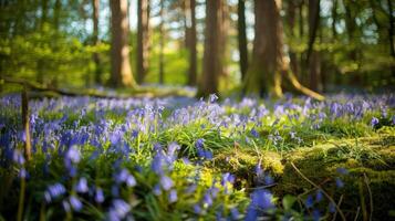 Vibrant bluebells bloom in a sunlit forest, creating a serene atmosphere among tall trees photo