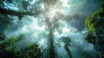 Majestic forest canopy with sunlight filtering through trees, creating a serene atmosphere photo