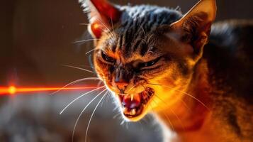 Intense feline expression captured as a cat reacts to a laser pointer in a dimly lit room photo