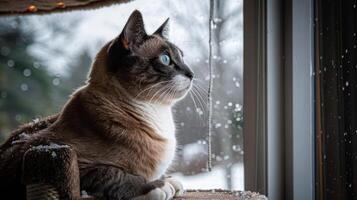 A serene cat gazing out of a snowy window, capturing a peaceful winter scene outside photo