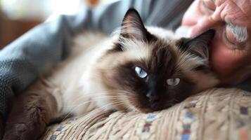 Elderly man cuddling a fluffy cat on a cozy couch in a warm, inviting living room photo