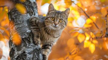 A curious cat perched on a tree branch surrounded by vibrant autumn foliage photo
