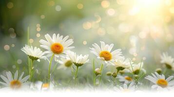 Vibrant daisies bloom in a sunlit meadow, with a soft bokeh background enhancing the scene photo