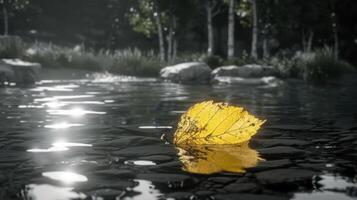 A vibrant yellow leaf floating on calm water in a serene natural setting with trees nearby photo