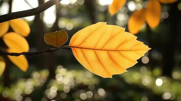 Vibrant yellow leaves hanging from a branch in a sunlit forest with blurred green background photo