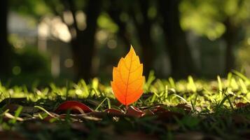 Vibrant autumn leaf standing alone on grass, illuminated by sunlight in a serene park setting photo